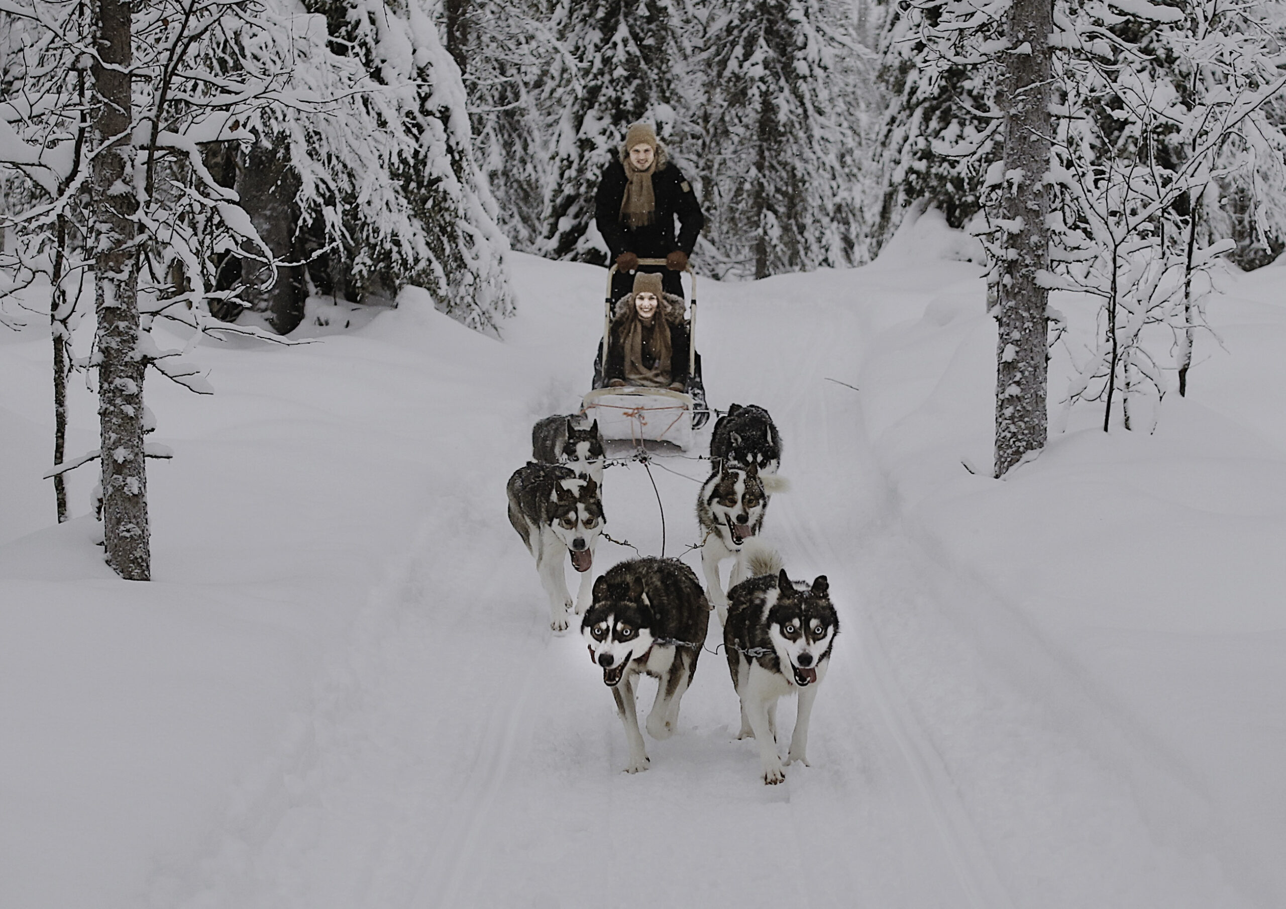 Descubre la increíble experiencia de trineo con huskies en Ruka Laponia