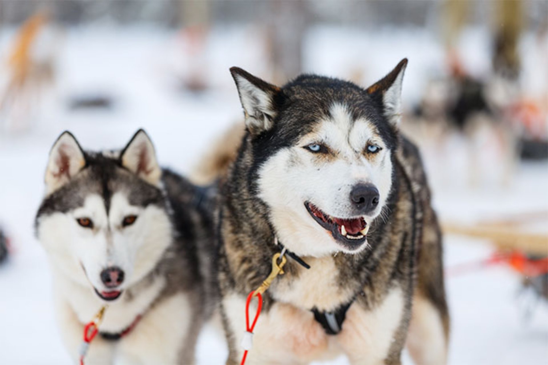 Safari Trineo Huskies