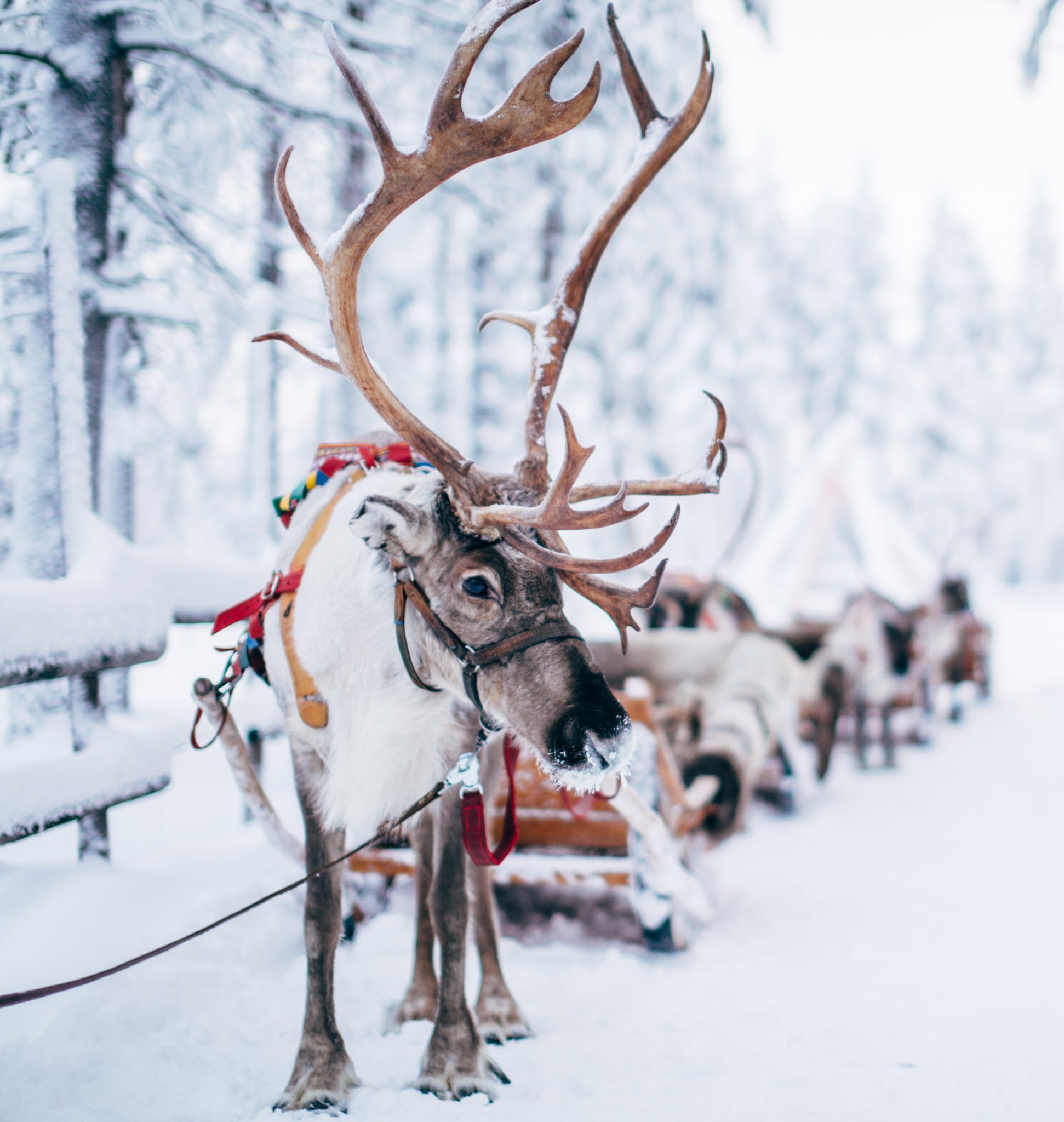 Granja de renos en Rovaniemi: Descubre la experiencia única de interactuar con estos hermosos animales en Finlandia