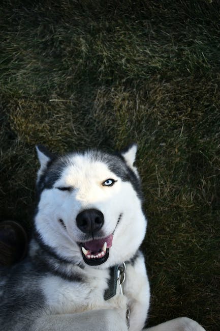 Husky Laponia: Descubre todo sobre esta fascinante raza de perros nórdicos
